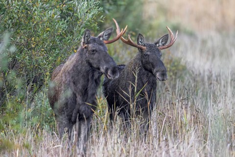 Moose, elk (Alces alces) two young bulls, males, one with shed antler in grassland at edge of