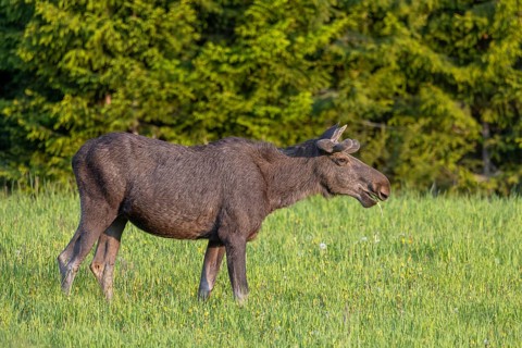 Moose, elk (Alces alces) adult bull, male with antlers covered in velvet grazing grass in meadow at