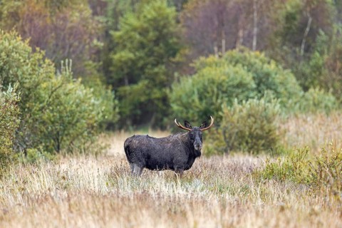 Moose, elk (Alces alces) bull, male foraging in grassland at edge of forest in autumn, fall,