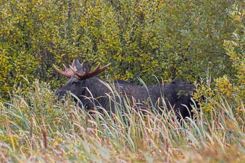 Moose, elk (Alces alces) bull, male feeding on willow leaves, hidden in marshland in autumn, fall,