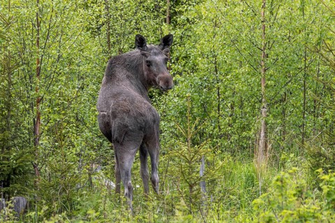 Moose, elk (Alces alces) adult bull, male with antlers covered in velvet foraging among bushes in