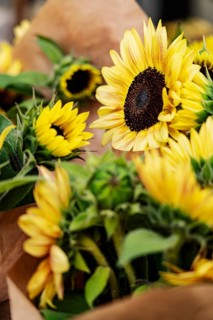 Sunflowers, Arles, France