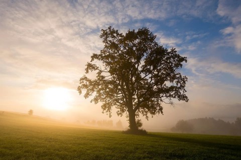 A single tree in morning fog, the sun slowly rising over the meadow, near Füssen, Allgäu, Swabia,