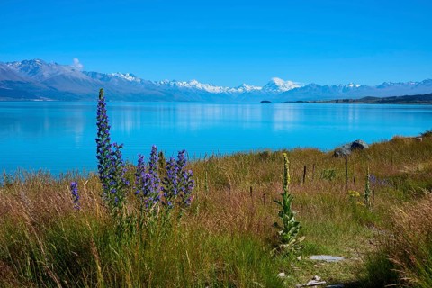 Blooming flowers on the shore of a clear lake with mountain backdrop, Lake Pukaki Viewpoint,
