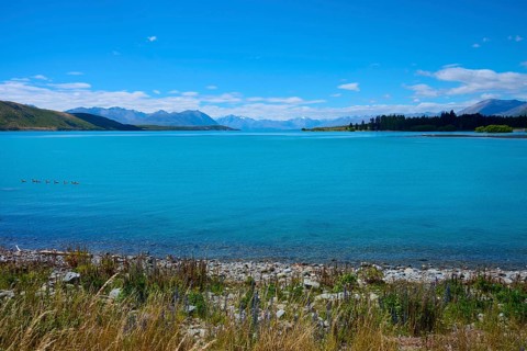 Clear water of a lake with ducks surrounded by mountains and bright blue skies, Lake Tekapo,