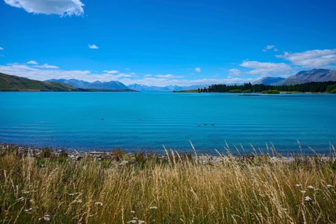 A wide lake with grasses in the foreground, surrounded by mountains and blue skies, Lake Tekapo,