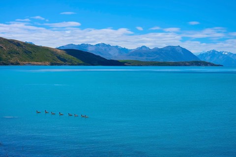 Deep blue lake with ducks fringed by green hills and high mountains in the background, Lake Tekapo,