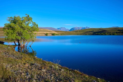 A peaceful lake with a tree on the shore in front of a mountainous landscape, Lake McGregor,