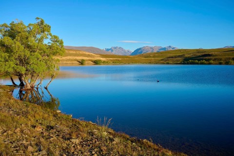 A peaceful lake with a tree on the shore against a mountainous backdrop, Lake McGregor, Tekapo,