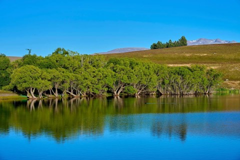 A lake with reflecting trees under a clear blue sky, Lake McGregor, Tekapo, Canterbury, South