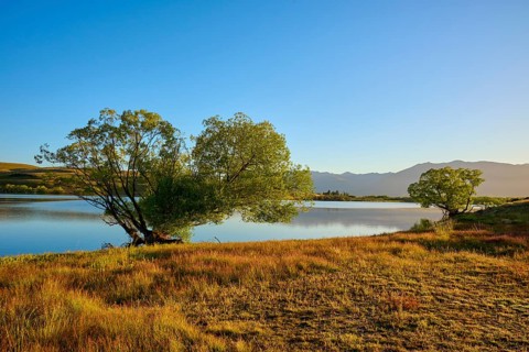 Lakeside tree at sunrise with blue sky and mountains in background, Lake McGregor, Tekapo,