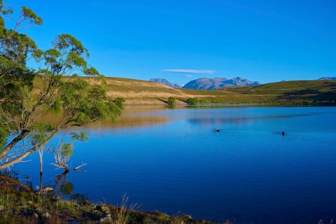 Tree on calm lake with mountains and clear blue sky, Lake McGregor, Tekapo, Canterbury, South