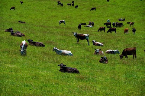 Group of cows on a vast green pasture under blue sky, Geraldine Fairlie Lookout, Geraldine,