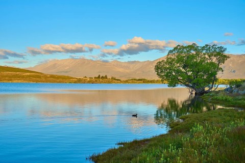 Calm lake with trees and mountains, soft reflections in the water at dusk, Lake McGregor, Tekapo,