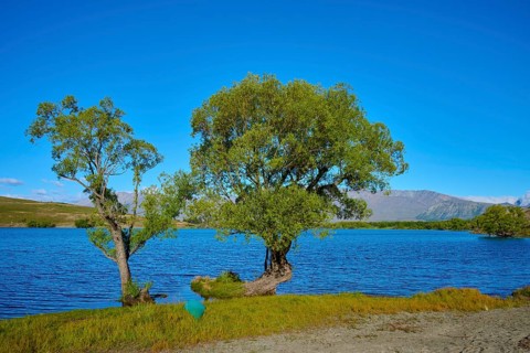 Two distinctive trees on the edge of a tranquil lake with mountain scenery in the background, Lake