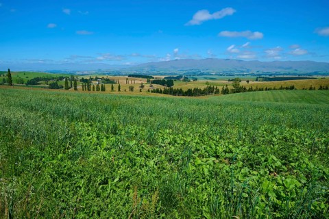 Extensive green meadow landscape under bright blue sky, Geraldine Fairlie Lookout, Geraldine,
