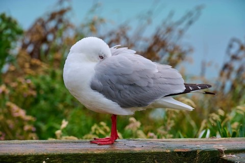 Red-billed gull (Chroicocephalus scopulinus), with closed eye standing at rest on a wooden railing