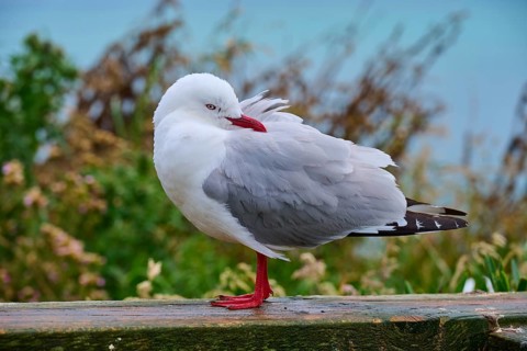Red-billed gull (Chroicocephalus scopulinus) standing on wooden railing in natural surroundings,