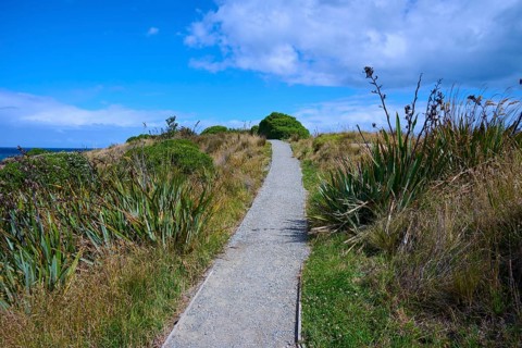 Narrow trail through green vegetation under a blue sky with clouds, Shag Point Lookout, Shag Point,