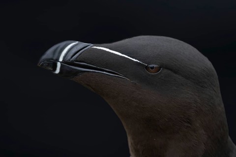 Tordalk (Alca torda) portrait photo of the head, Grimsey Island, Iceland