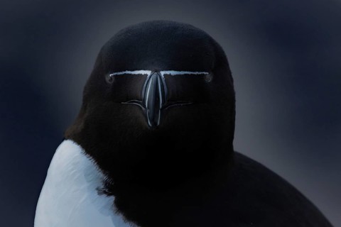Tordalk (Alca torda) portrait photo front view, Grimsey island, Iceland
