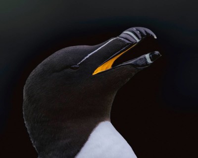 Tordalk (Alca torda) portrait photo with visible bright yellow scabula cavity, Grimsey Island,