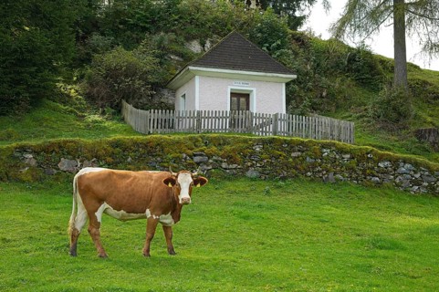 Cow on a pasture near Embach in front of the Ölberg chapel, Embach, Austria