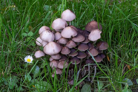 Group of mushrooms in a meadow with individual flowers and green blades of grass, Weinviertel Lower