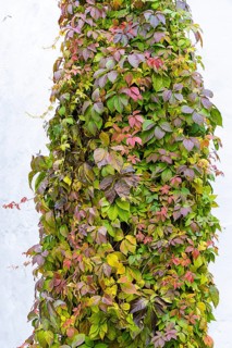 Different coloured autumn leaves of a climbing plant on a wall, Weinviertel Lower Austria Austria