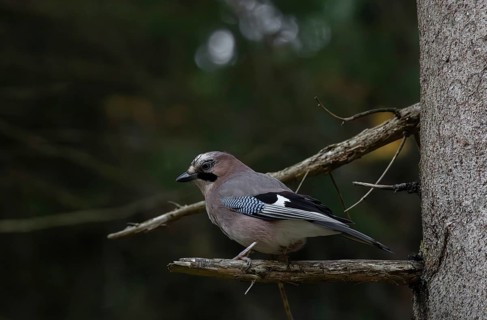 Eurasian Jay (Garrulus glandarius), tree, foraging, Pongau