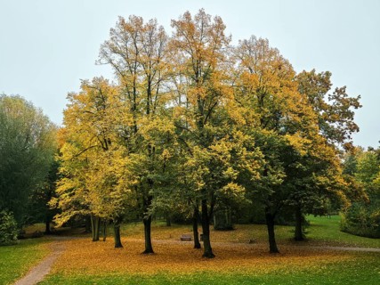 Group of trees with golden yellow leaves in a quiet park, bench and curved paths under grey skies,
