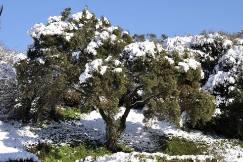 Tree under the snow in Brittany