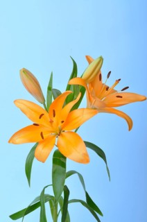 Studio shot of orange lily, Orange lilies with buds and leaves against a blue background, creating