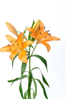 Studio shot of orange lily, Orange lilies with green leaves on a white background creating a fresh