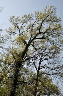 Tall trees with budding leaves against a clear blue sky, evoking a sense of spring and natural