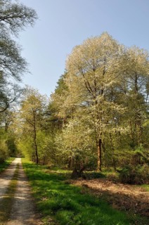 A serene forest path flanked by blooming trees under a clear blue sky.The Communal forest of