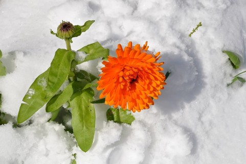 Marigold under the snow in Brittany