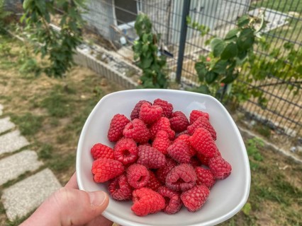 Fresh raspberry harvest from the garden in a white bowl, Hobbyzone-alpha, Haan, North