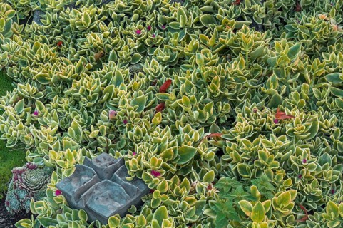 Sedum, family of thick-leaf plants (Crassulaceae), Allgäu, Swabia, Bavaria, Germany