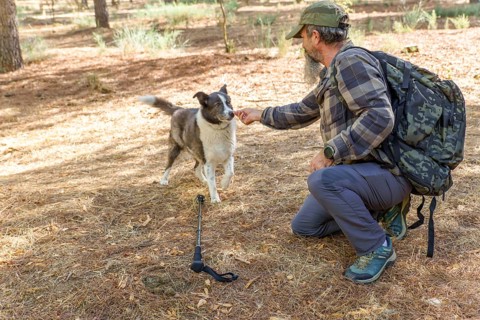 Man and his dog hiking through sunlit pine forest, sharing companionship and adventure on a sunny