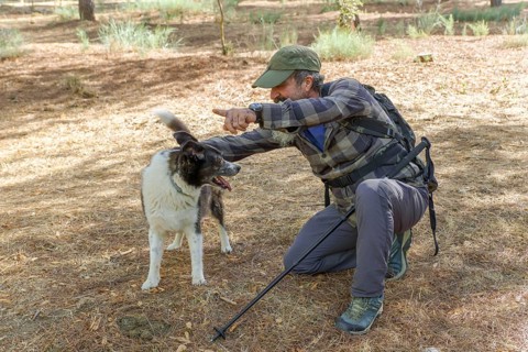 Man interacting with his dog, instructing it in a forest environment. Concept of pet training and
