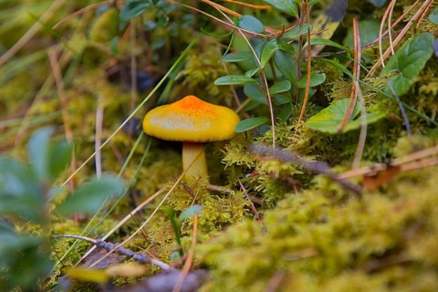A yellow snail (Hygrophorus) grows in the South Tyrolean forests in Italy