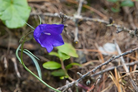 A blue bellflower in the Langtauferer Valley in South Tyrol, Italy