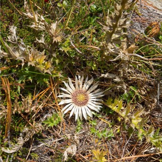 The silver thistle (Carlina acaulis) is a protected plant that is native to the alpine regions of