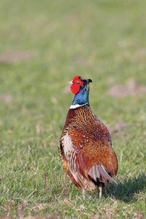 Pheasant, hunting pheasant (Phasianus colchicus), adult male bird in a meadow, wildlife, lembruch,