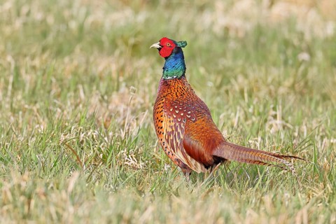 Pheasant, hunting pheasant (Phasianus colchicus), adult male bird in a meadow, wildlife, lembruch,