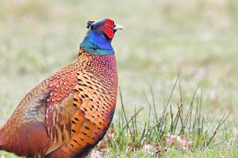 Pheasant, hunting pheasant (Phasianus colchicus), adult male bird in a meadow, animal portrait,