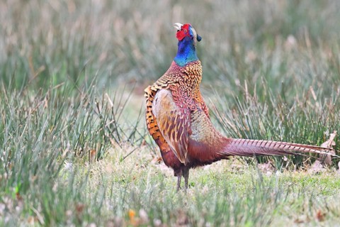 Pheasant, hunting pheasant (Phasianus colchicus), adult male bird courting in a meadow, area