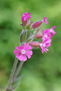 Red carnation (Silene dioica), close-up of a flower in a meadow, Wilnsdorf, North Rhine-Westphalia,