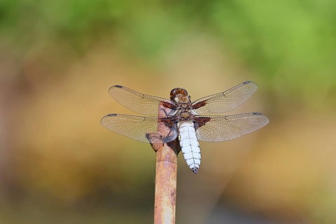 Flat-bellied dragonfly (Libellula depressa), male sitting on a spike in the garden, close-up,